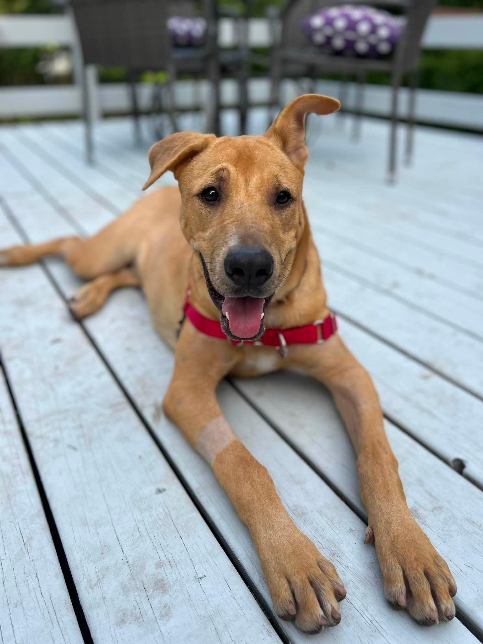 Biscuits, Adopted, Puppy Female Mixed Breed.