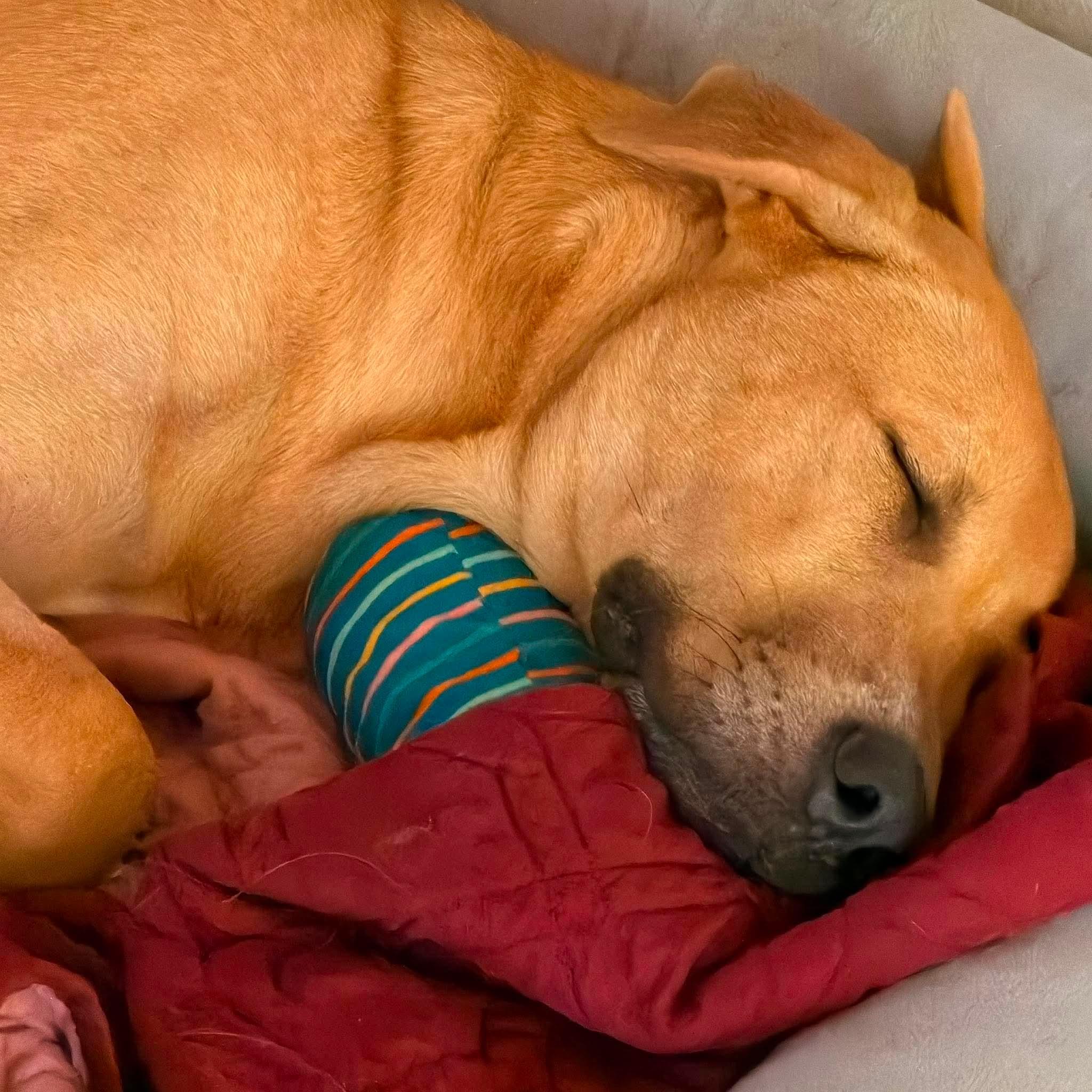 Enlarge Biscuits, a Adopted Mixed Breed in Seattle, WA image 4/6