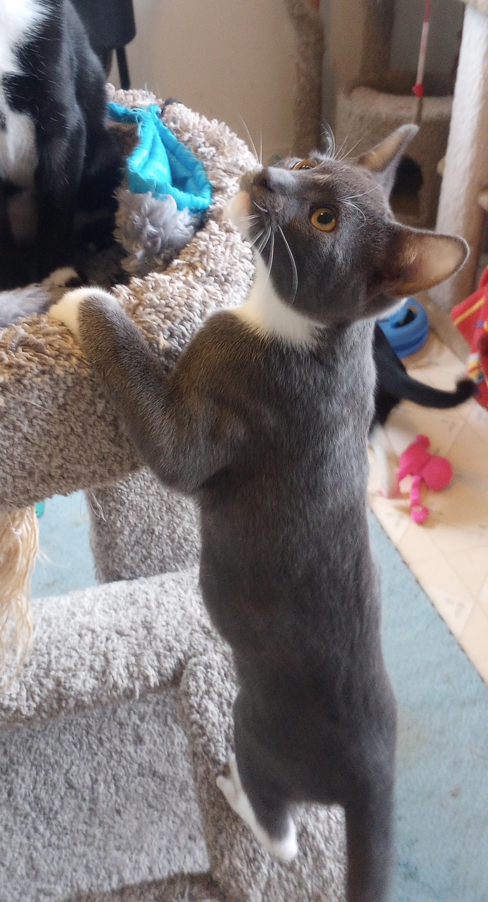 Enlarge Oliver, a ADOPTABLE Domestic Short Hair in Santa Rosa, CA image 4/4