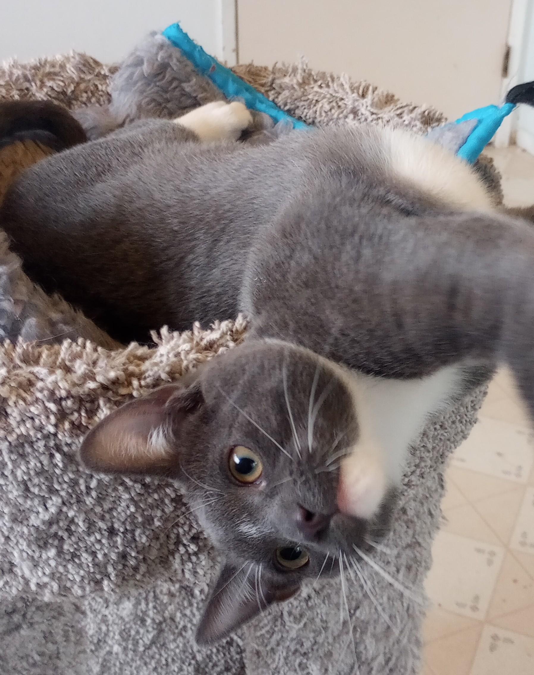 Enlarge Oliver, a ADOPTABLE Domestic Short Hair in Santa Rosa, CA image 1/2