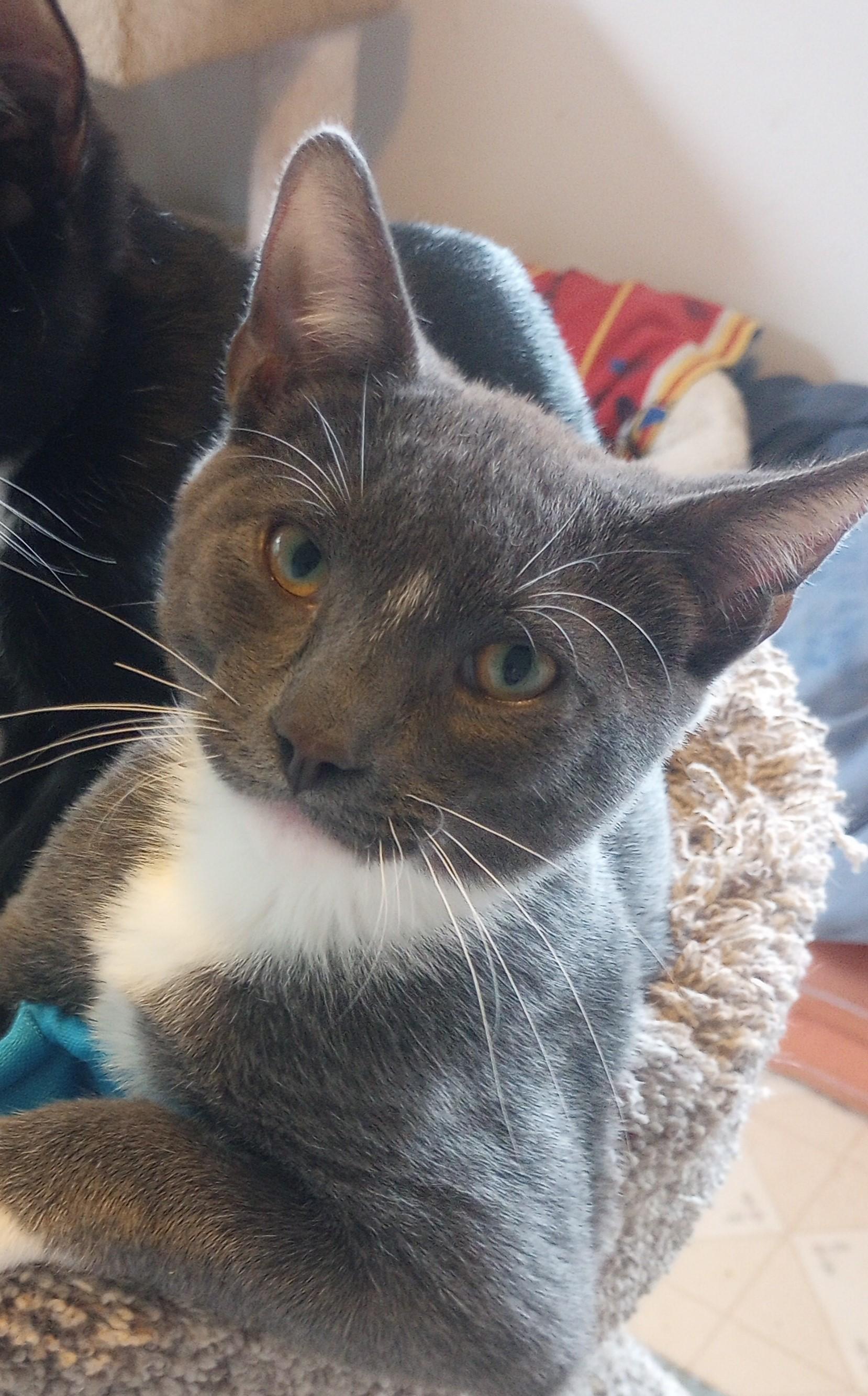 Enlarge Oliver, a ADOPTABLE Domestic Short Hair in Santa Rosa, CA image 1/4