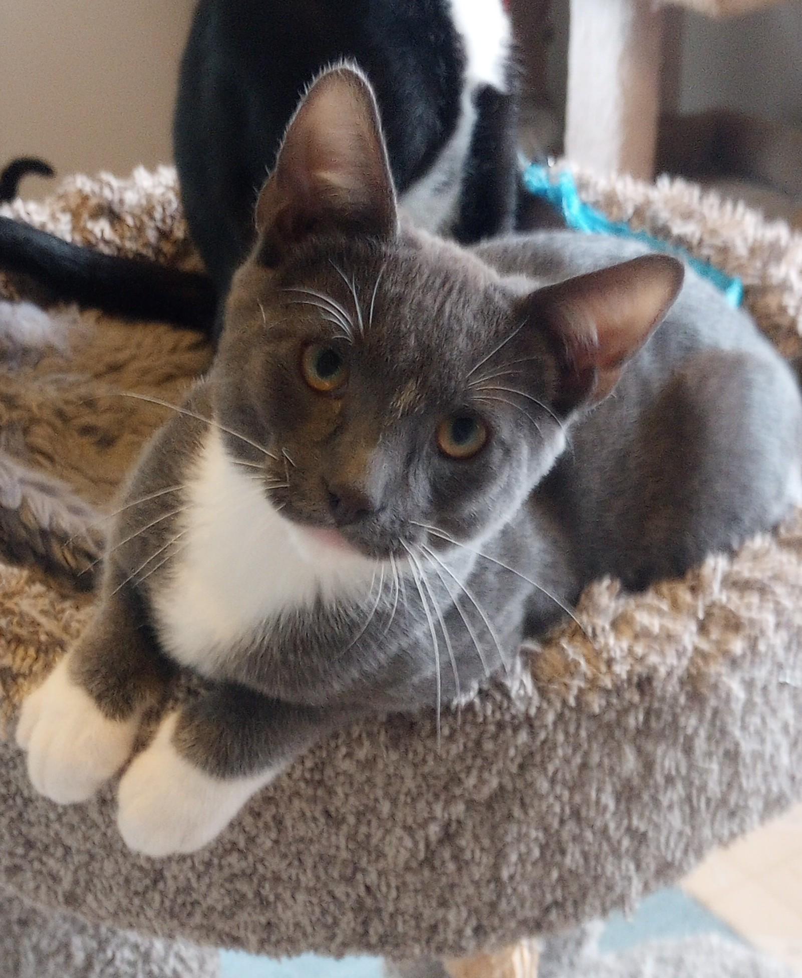 Enlarge Oliver, a ADOPTABLE Domestic Short Hair in Santa Rosa, CA image 2/2