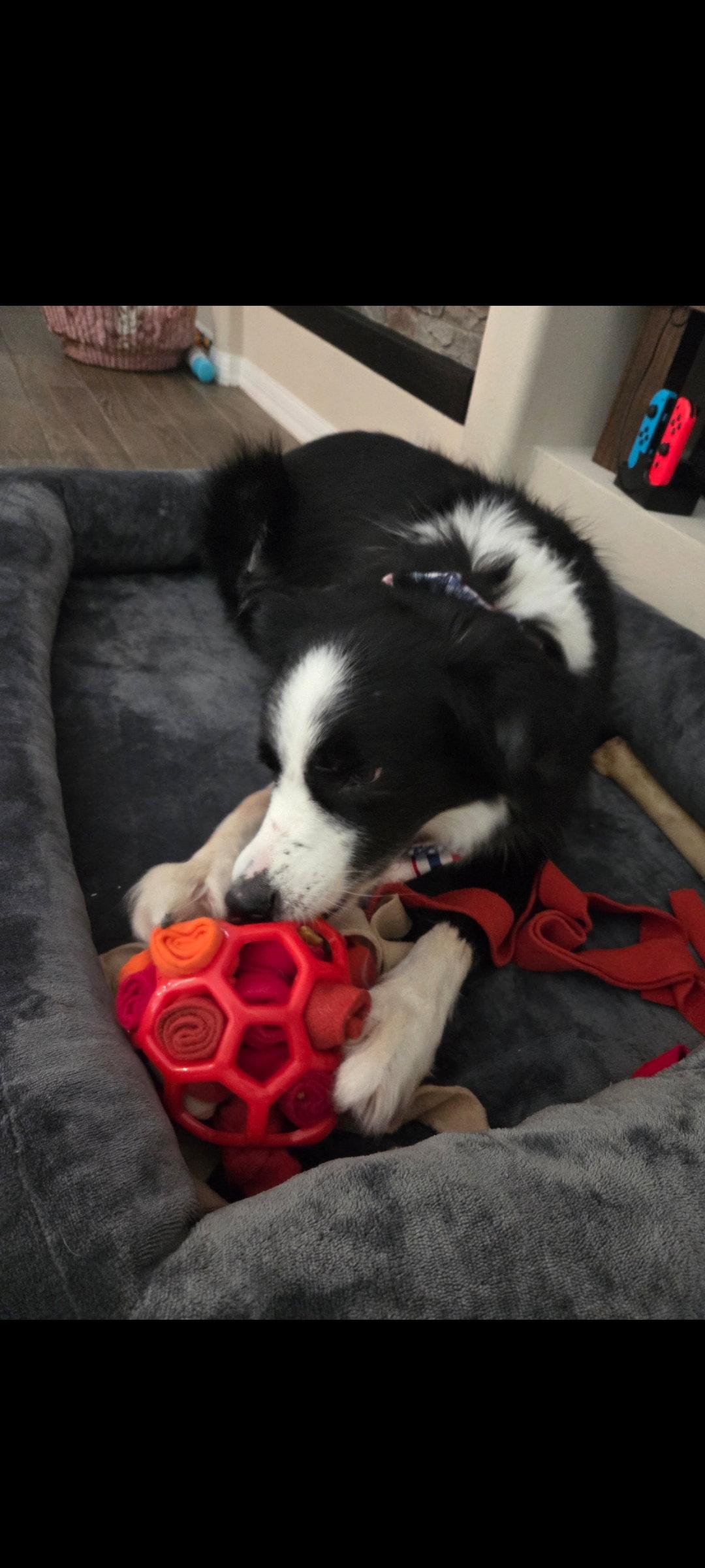 Sadie, Adoptable, Adult Female Border Collie.