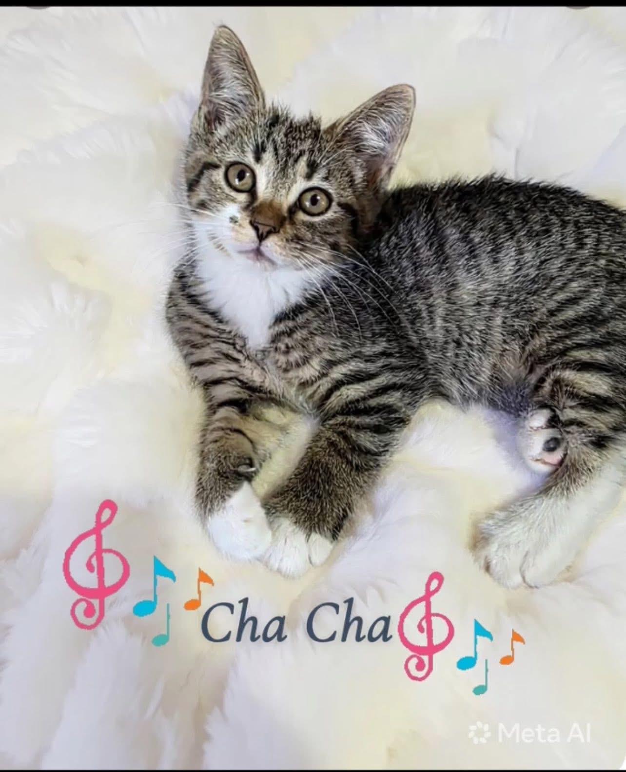 Cha Cha, ADOPTABLE, Kitten Female Tabby.