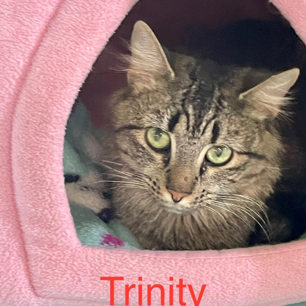 Enlarge Trinity, a Adoptable Domestic Long Hair in Lake Panasoffkee, FL image 1/5