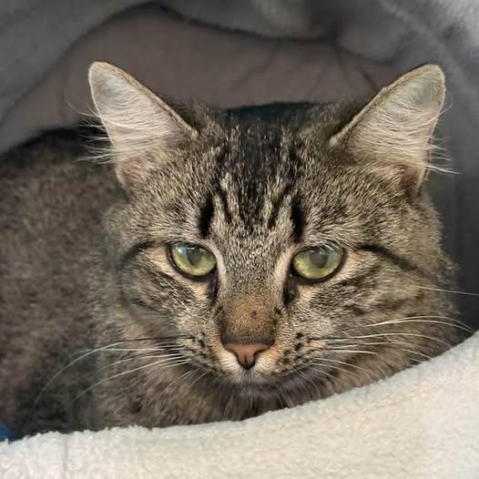Enlarge Trinity, a Adoptable Domestic Long Hair in Lake Panasoffkee, FL image 2/5