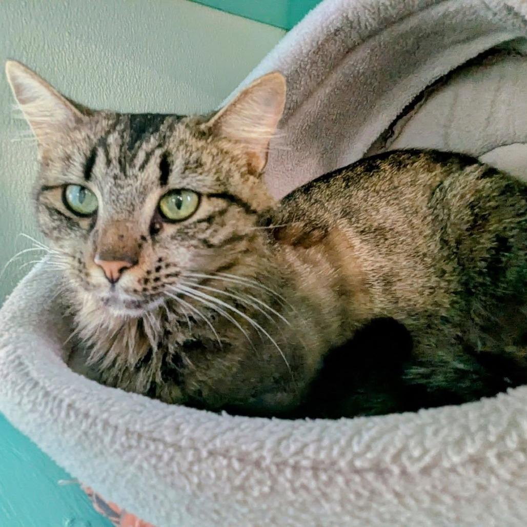 Enlarge Trinity, a Adoptable Domestic Long Hair in Lake Panasoffkee, FL image 3/5