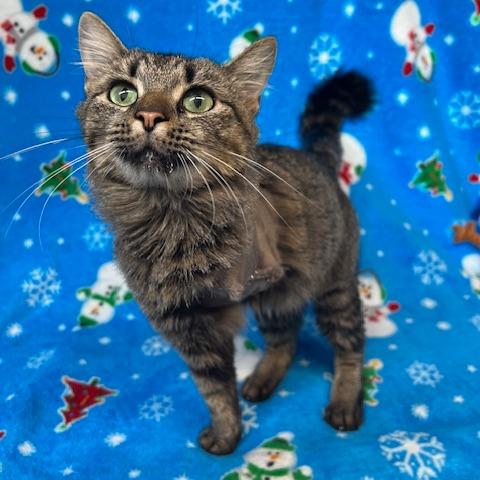 Trinity, Adoptable, Adult Female Domestic Long Hair.