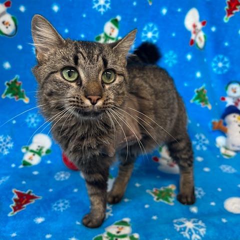 Enlarge Trinity, a Adoptable Domestic Long Hair in Lake Panasoffkee, FL image 2/2