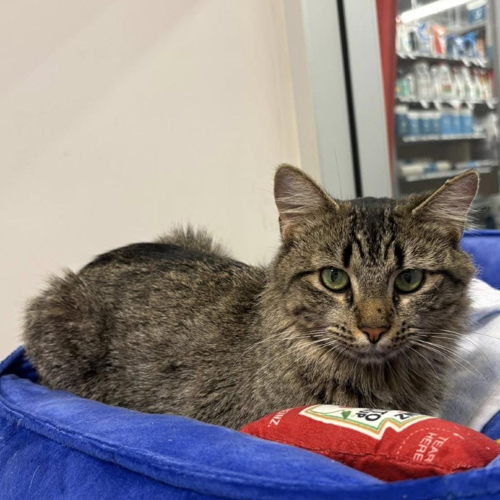 Enlarge Trinity, a Adoptable Domestic Long Hair in Lake Panasoffkee, FL image 4/5