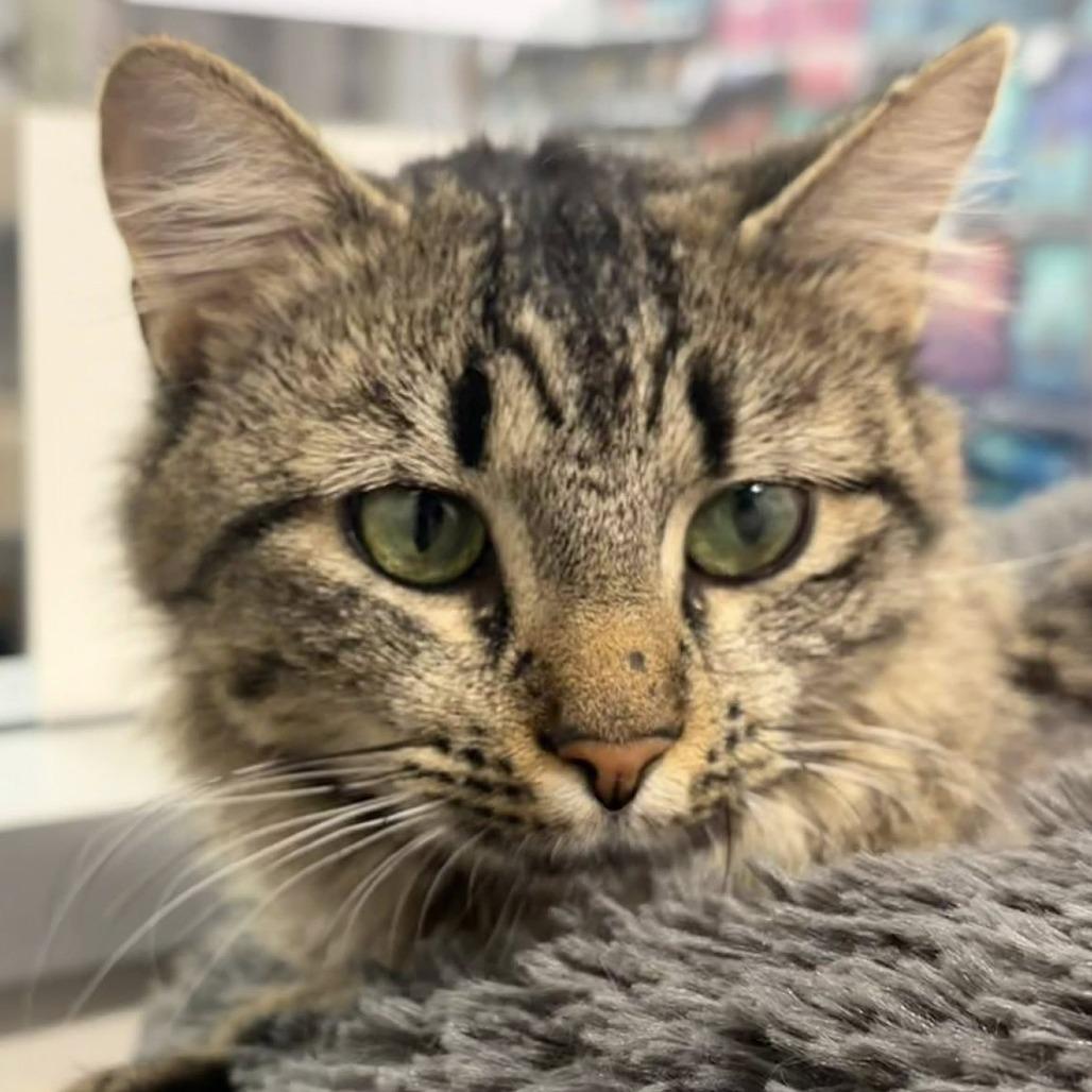 Enlarge Trinity, a Adoptable Domestic Long Hair in Lake Panasoffkee, FL image 5/5