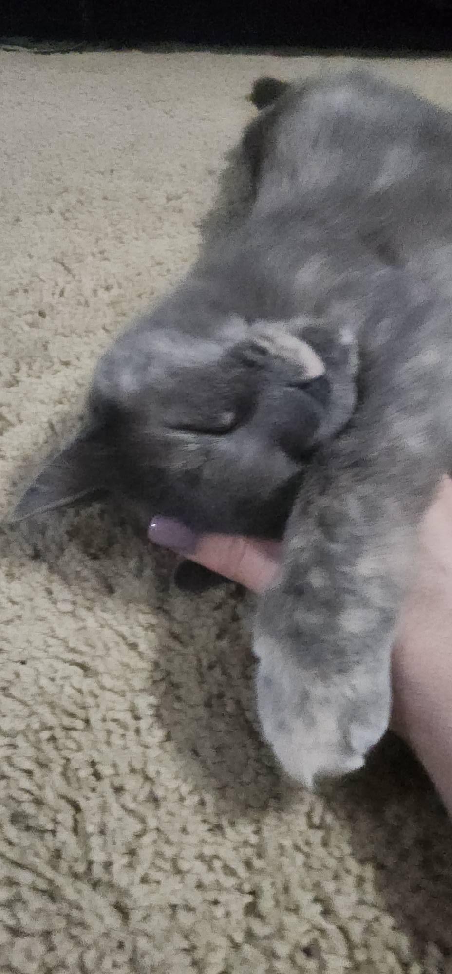 Enlarge Reese, an adopted Domestic Short Hair in Queen Creek, AZ image 4/5