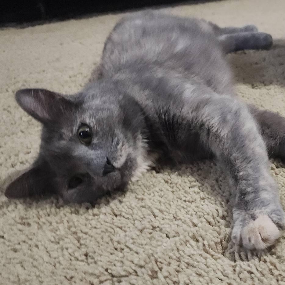 Reese, adopted, Young Female Domestic Short Hair.