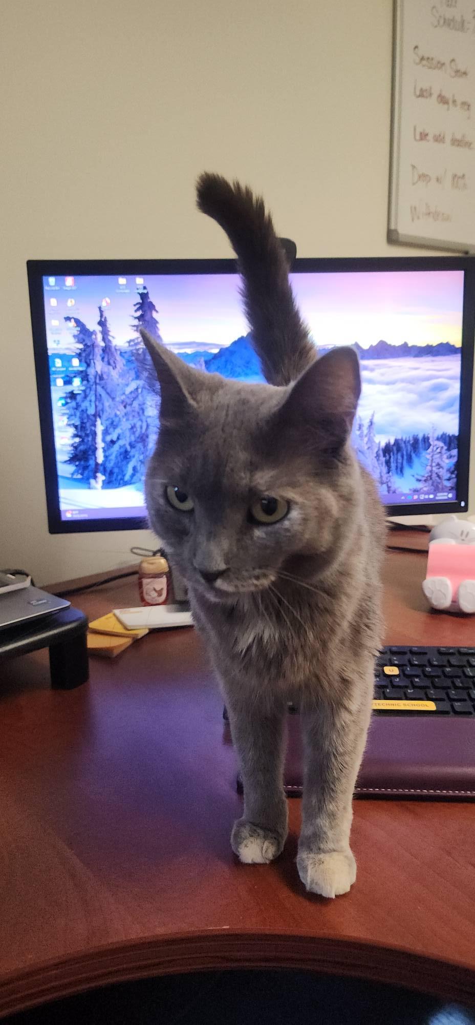 Enlarge Reese, an adopted Domestic Short Hair in Queen Creek, AZ image 3/5