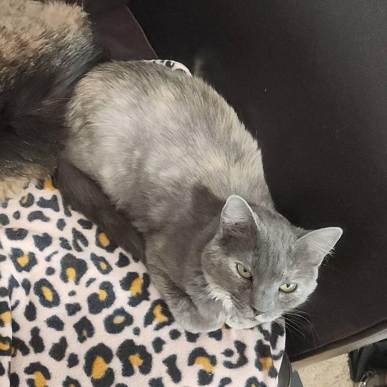 Enlarge Reese, an adopted Domestic Short Hair in Queen Creek, AZ image 5/5