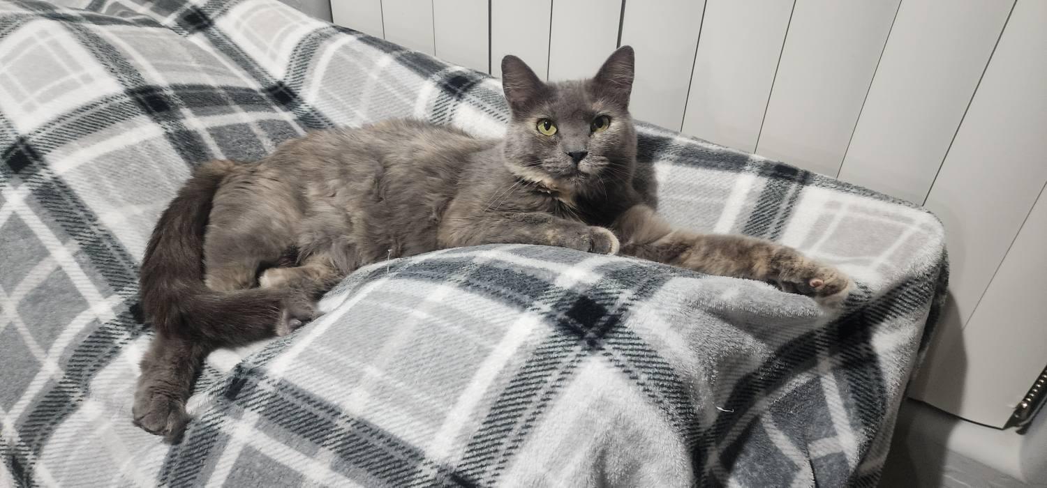 Enlarge Reese, an adopted Domestic Short Hair in Queen Creek, AZ image 2/5