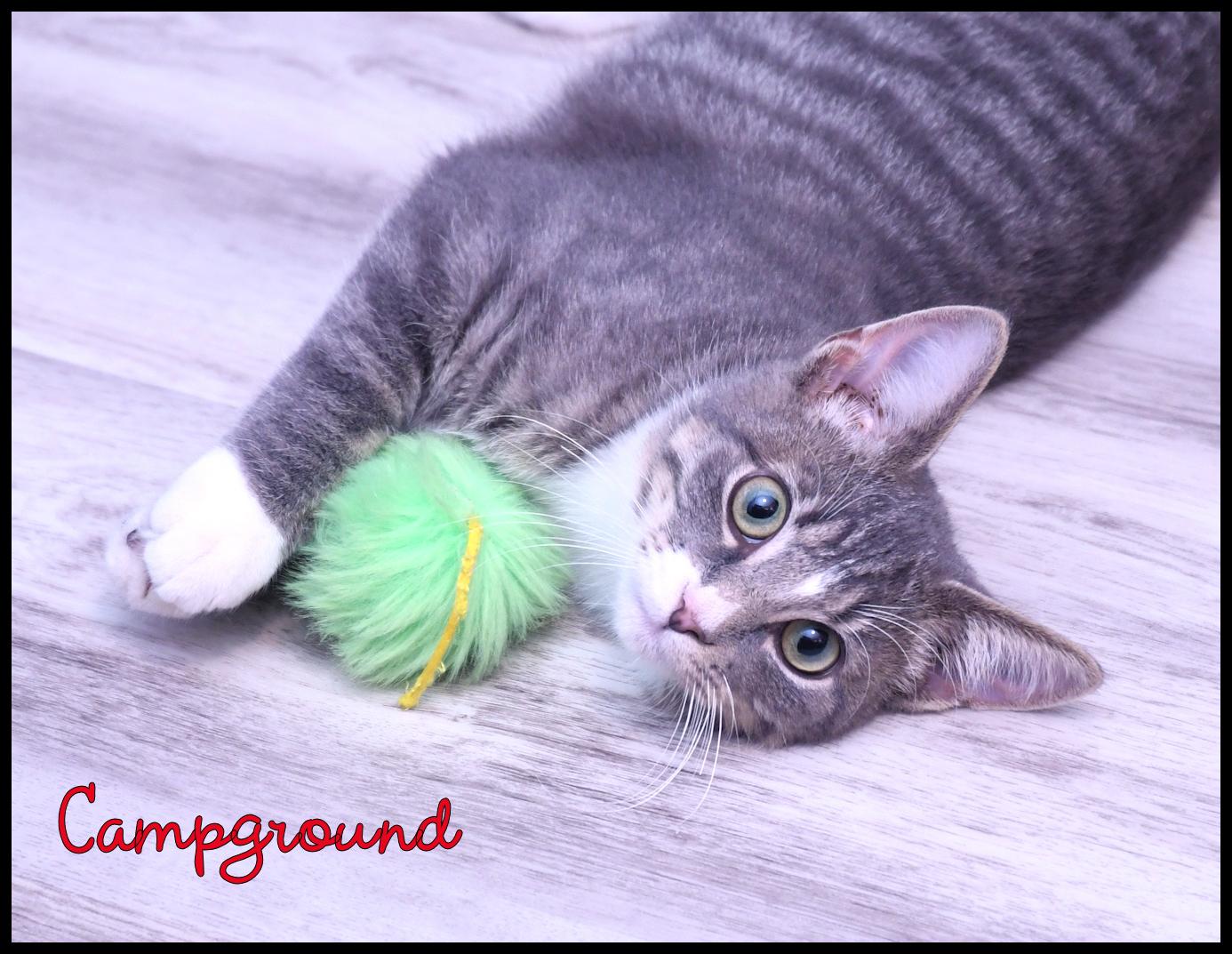 Enlarge Campground, a Adoptable Domestic Short Hair in Wadsworth, OH image 1/3