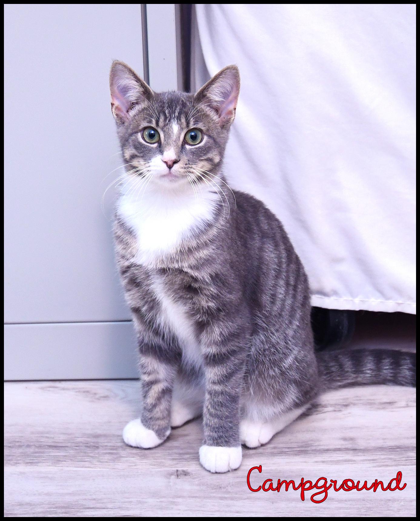 Enlarge Campground, a Adoptable Domestic Short Hair in Wadsworth, OH image 3/3