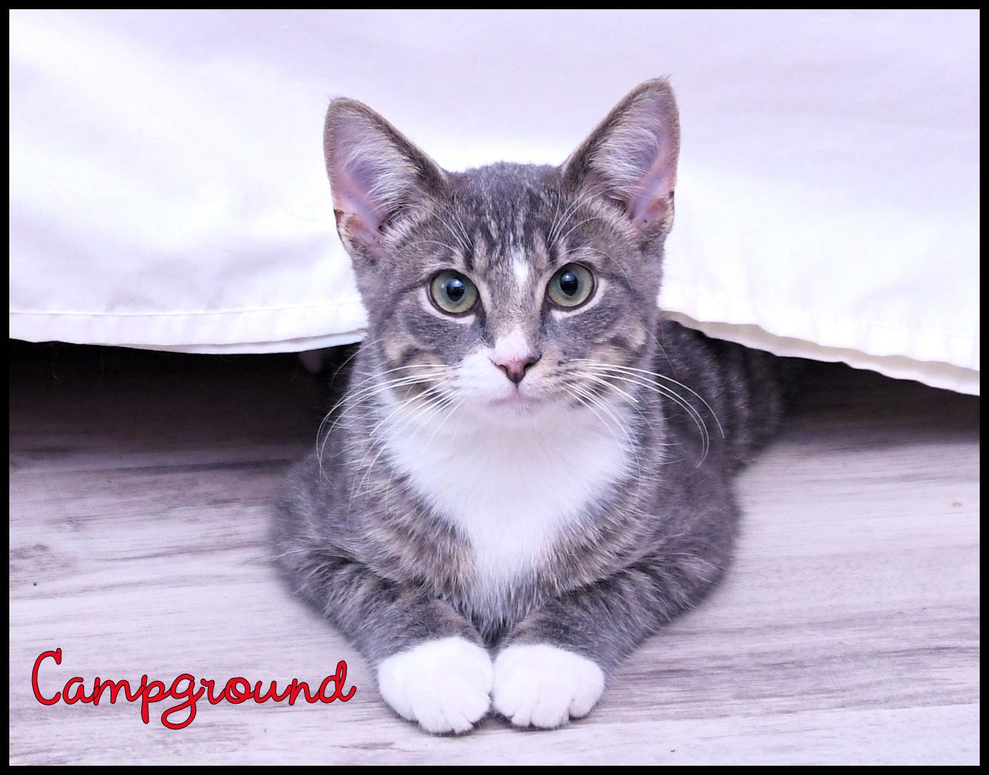 Enlarge Campground, a Adoptable Domestic Short Hair in Wadsworth, OH image 2/3