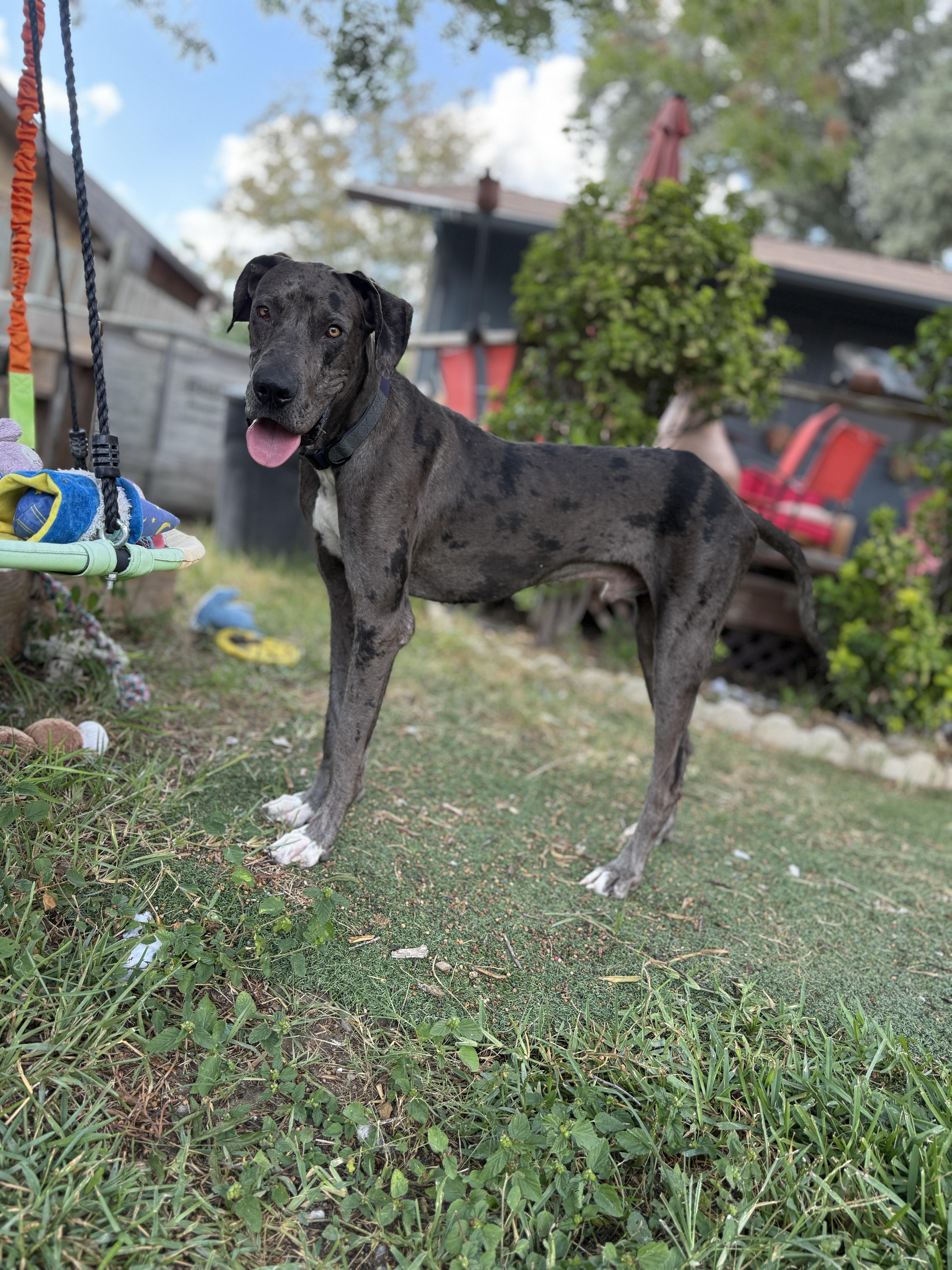 Enlarge Sasquatch, an adopted Great Dane in San Antonio, TX image 4/6