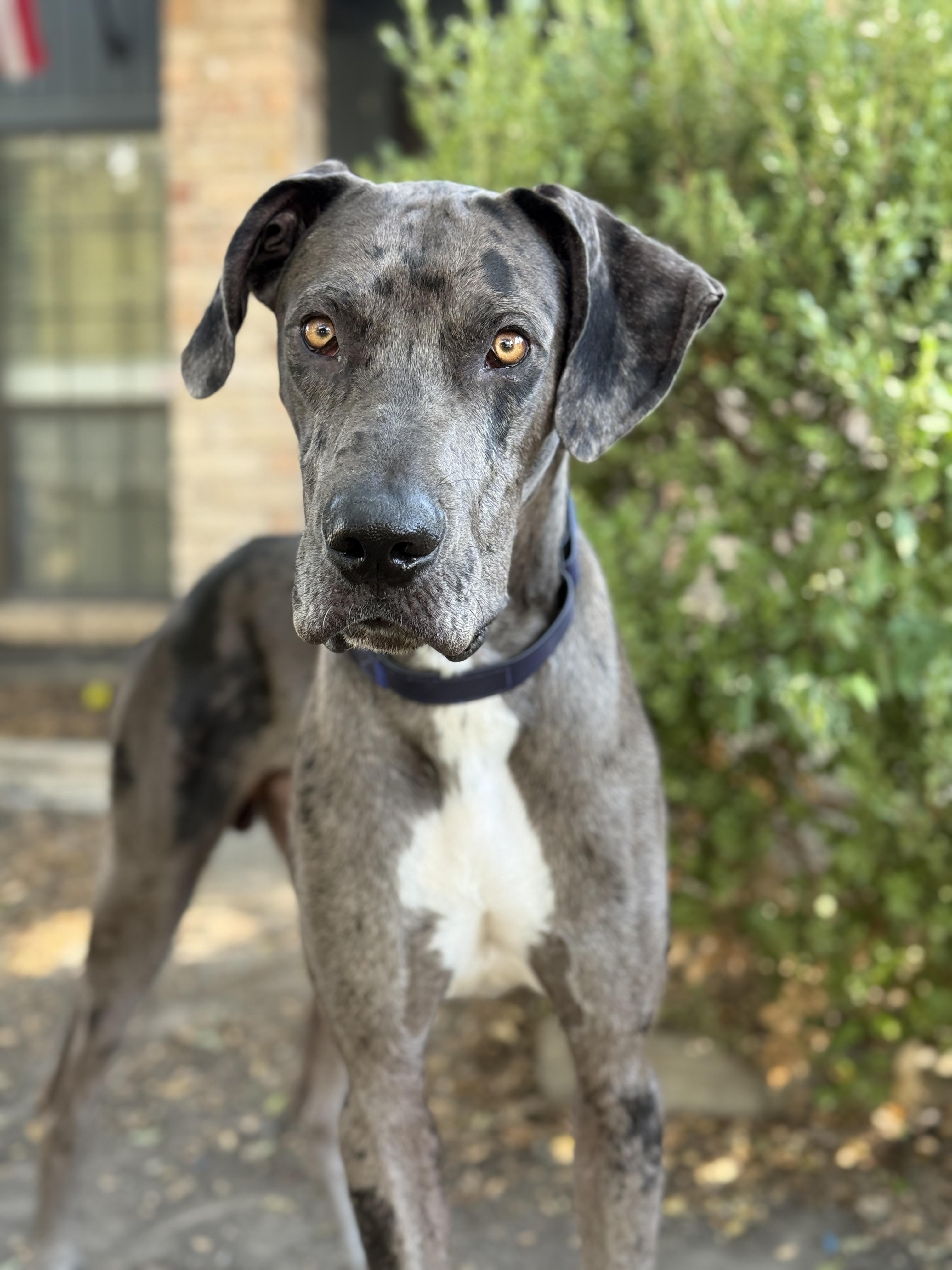 Sasquatch, adopted, Young Male Great Dane.