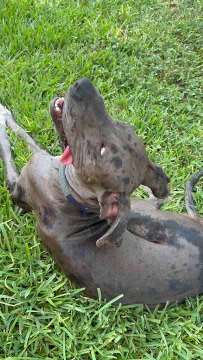 Enlarge Sasquatch, an adopted Great Dane in San Antonio, TX video 6/6