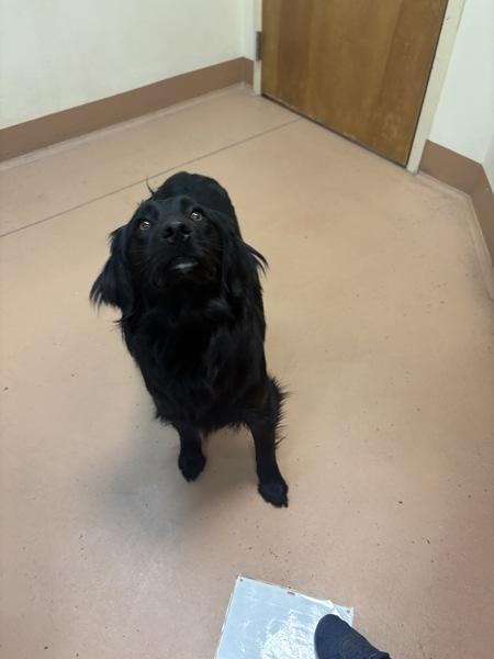 Billy Jean, Adoptable, Young Female Flat-Coated Retriever.