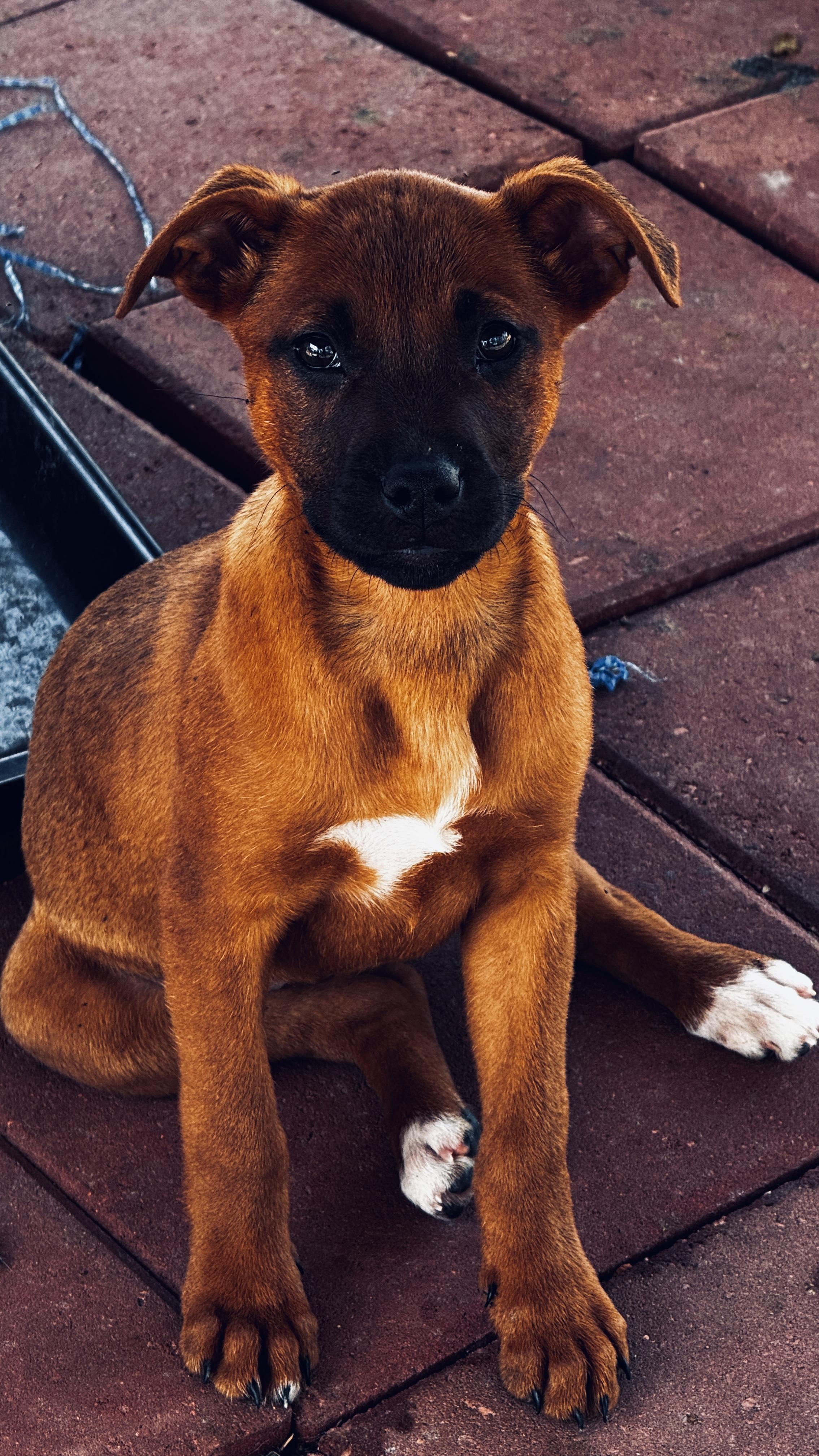 Enlarge Brandy, a ADOPTABLE mixed breed in Hortense, GA image 1/3