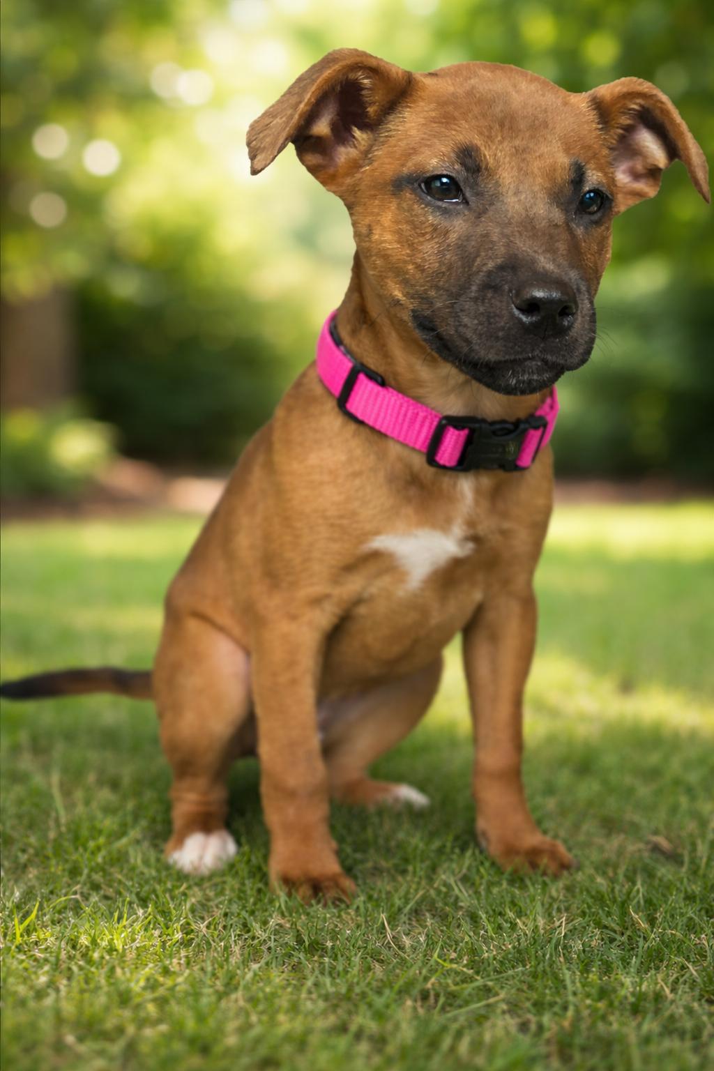 Enlarge Brandy, a ADOPTABLE mixed breed in Hortense, GA image 3/3