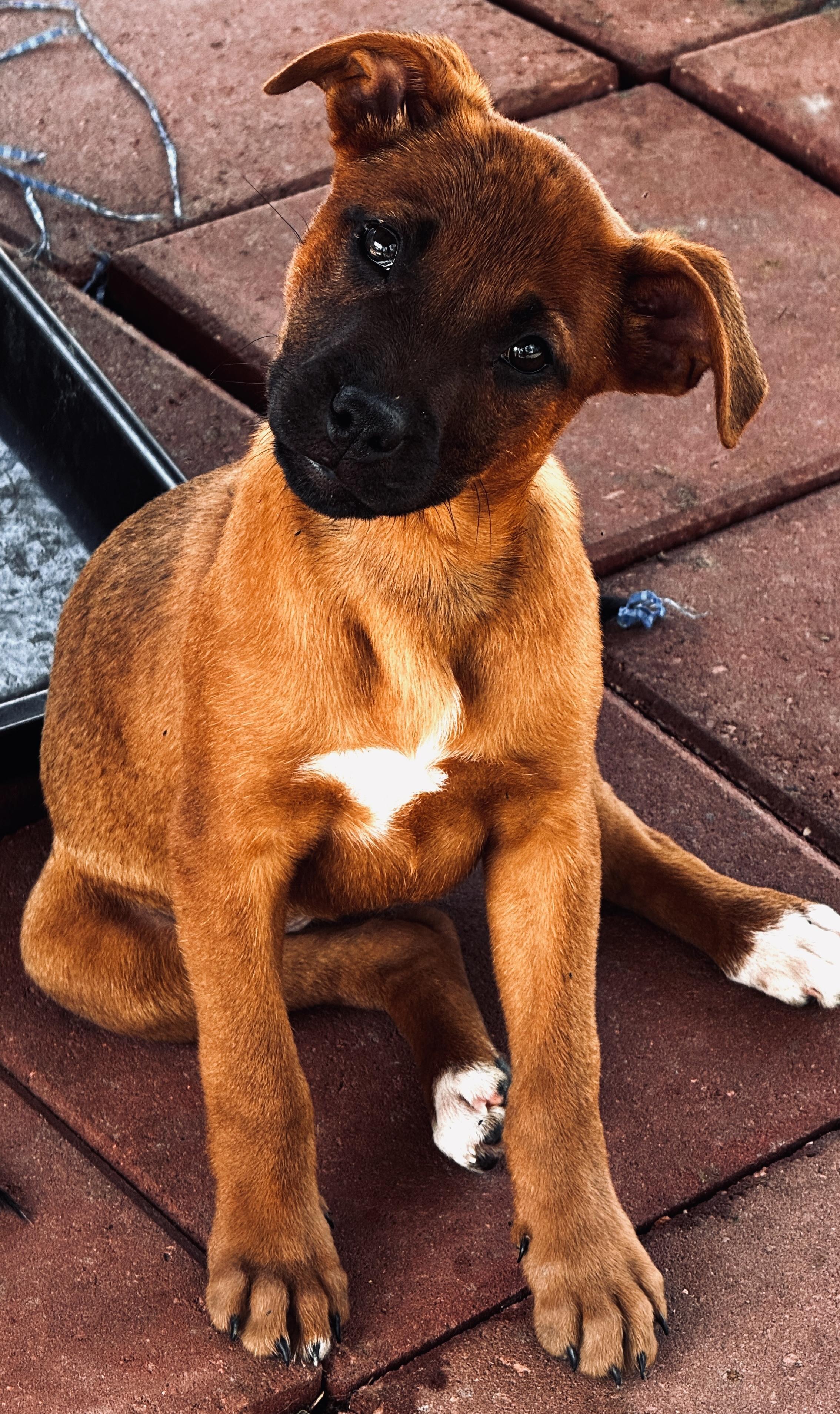 Enlarge Brandy, a ADOPTABLE mixed breed in Hortense, GA image 2/3