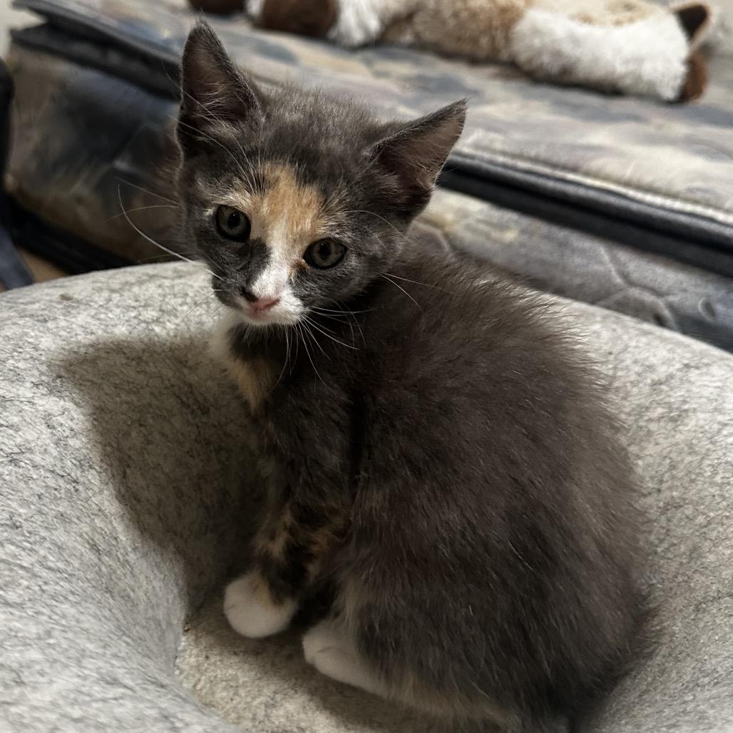 Echo, Adoptable, Kitten Female Domestic Short Hair.