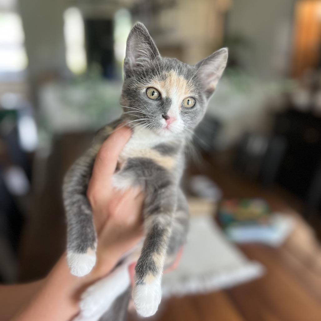 Echo, a Adoptable Domestic Short Hair in Ashland, OR image 2/2