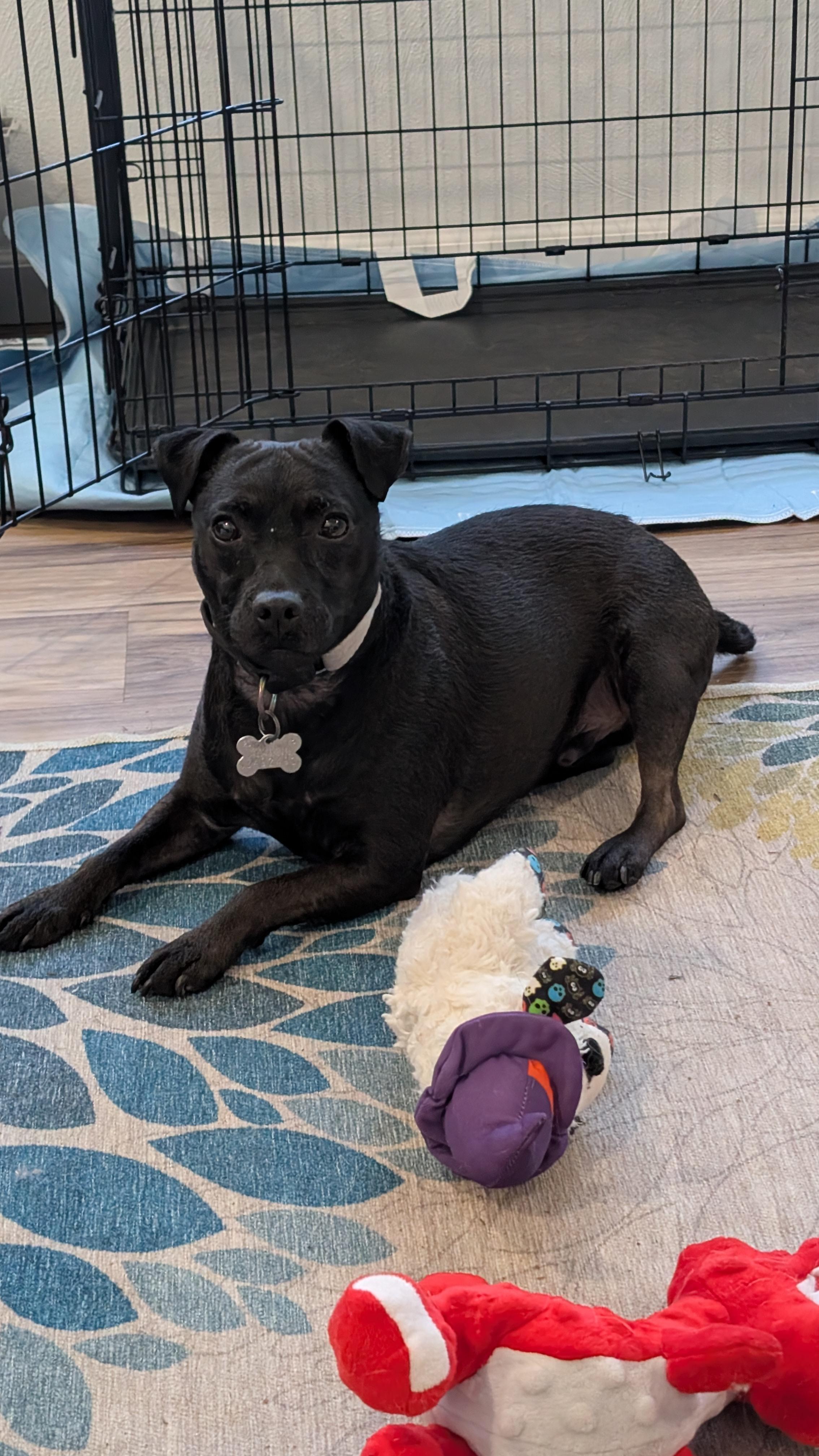 Enlarge Beckett, a ADOPTABLE mixed breed in Sturgis, MI image 6/6