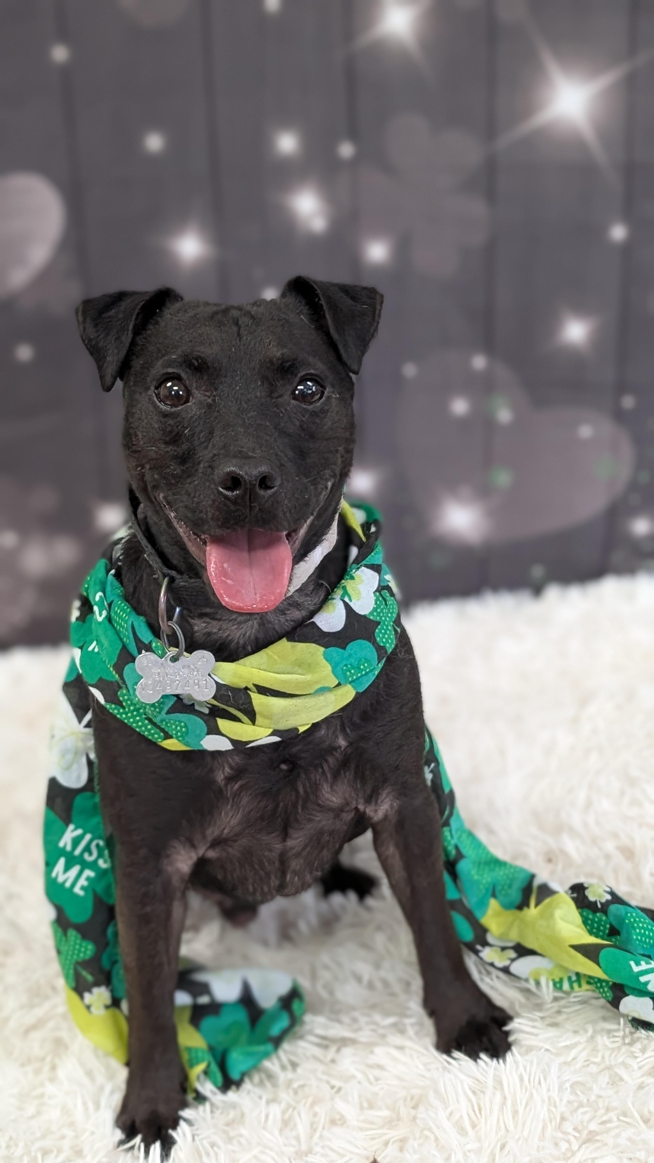 Enlarge Beckett, a ADOPTABLE mixed breed in Sturgis, MI image 1/6