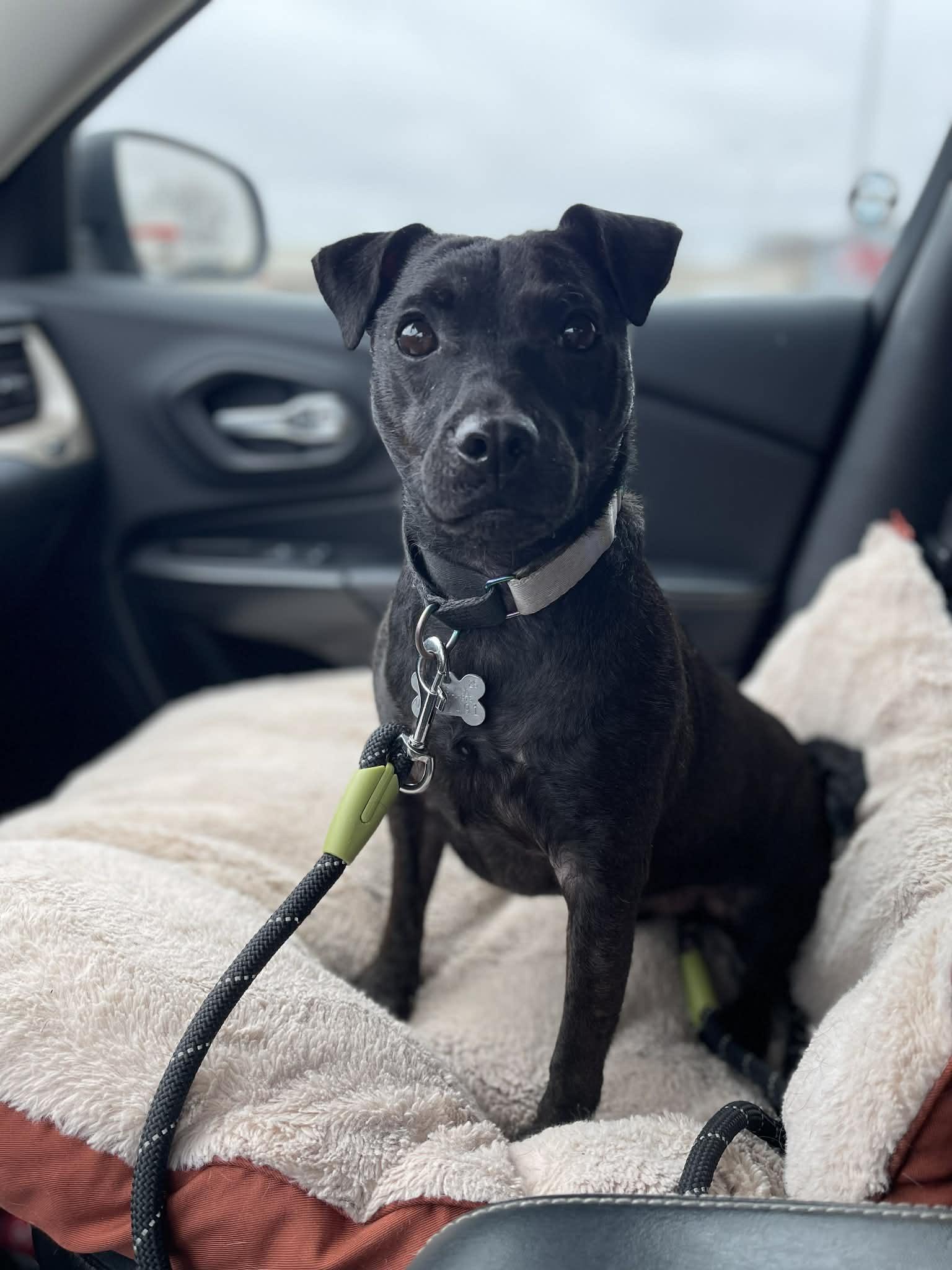 Enlarge Beckett, a ADOPTABLE mixed breed in Sturgis, MI image 4/6