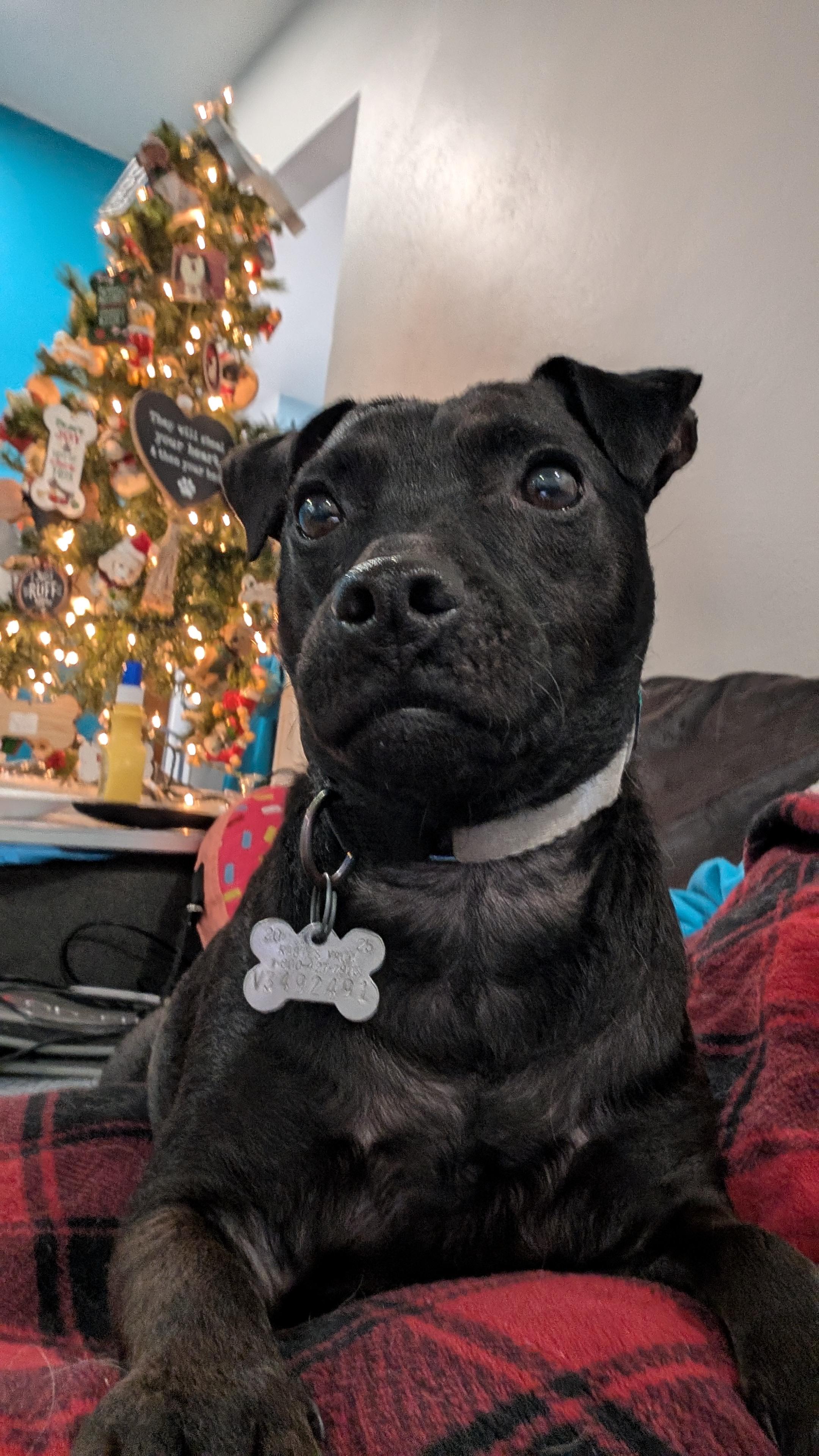 Enlarge Beckett, a ADOPTABLE mixed breed in Sturgis, MI image 2/6