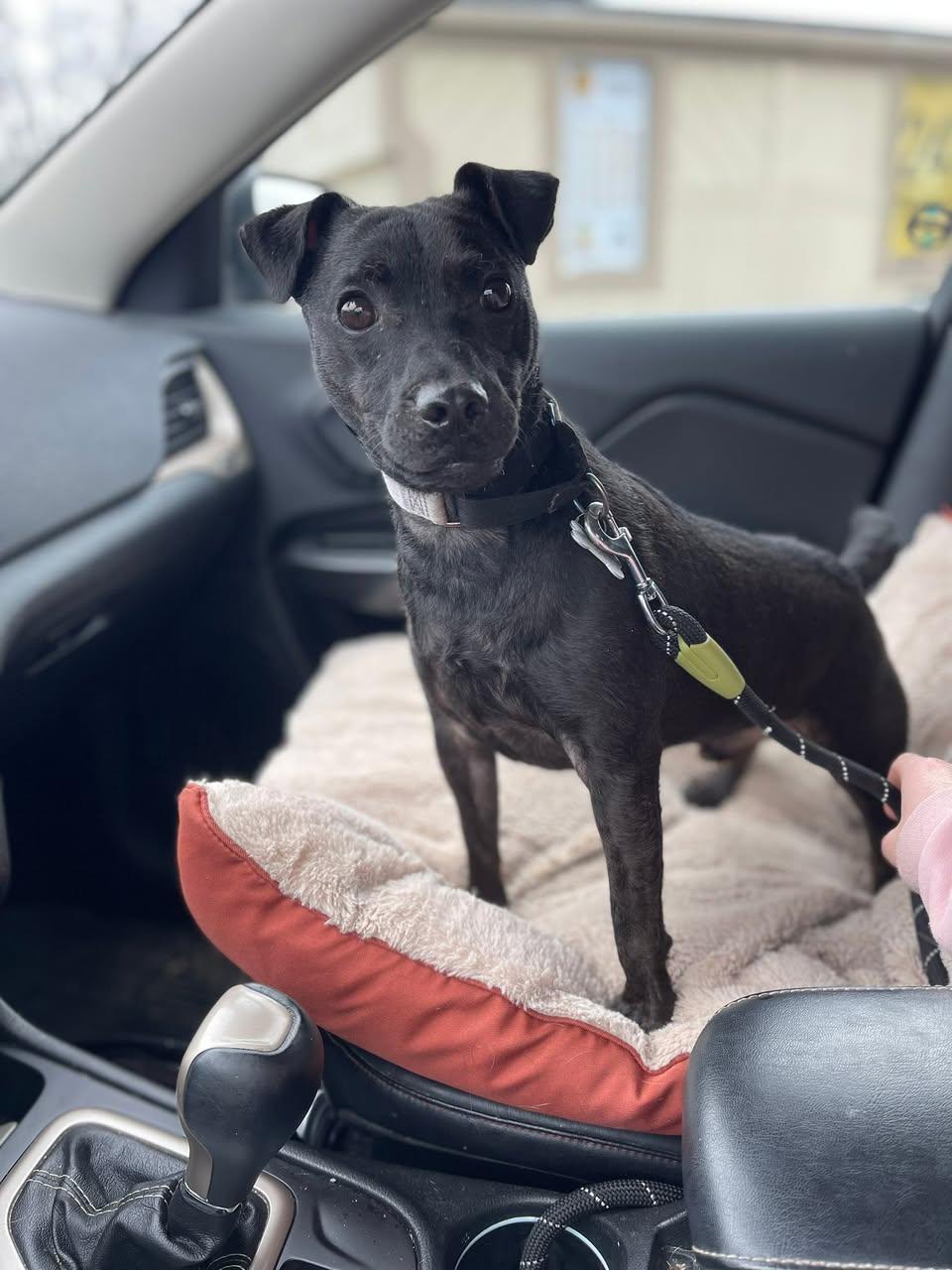 Enlarge Beckett, a ADOPTABLE mixed breed in Sturgis, MI image 3/6