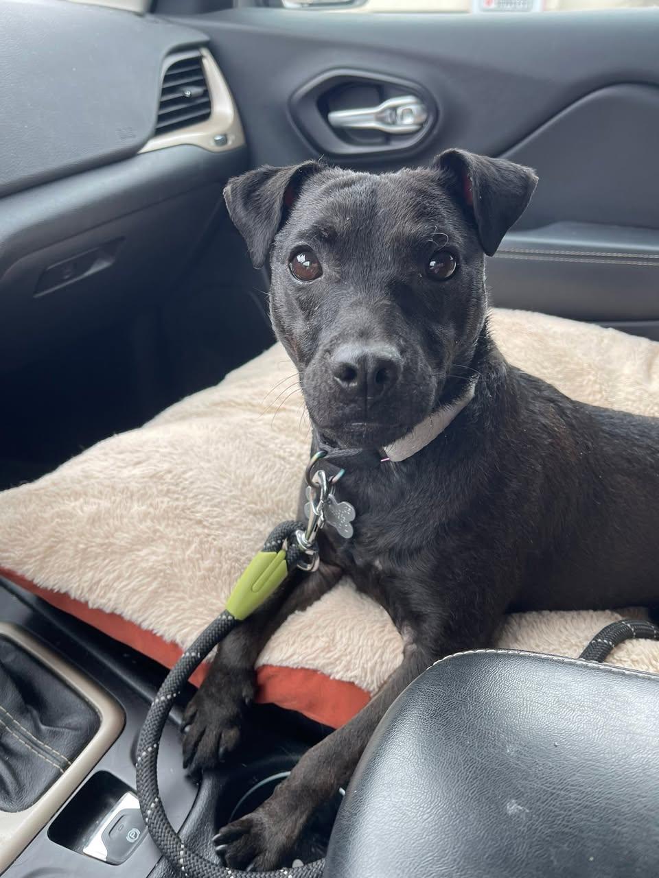 Enlarge Beckett, a ADOPTABLE mixed breed in Sturgis, MI image 5/6