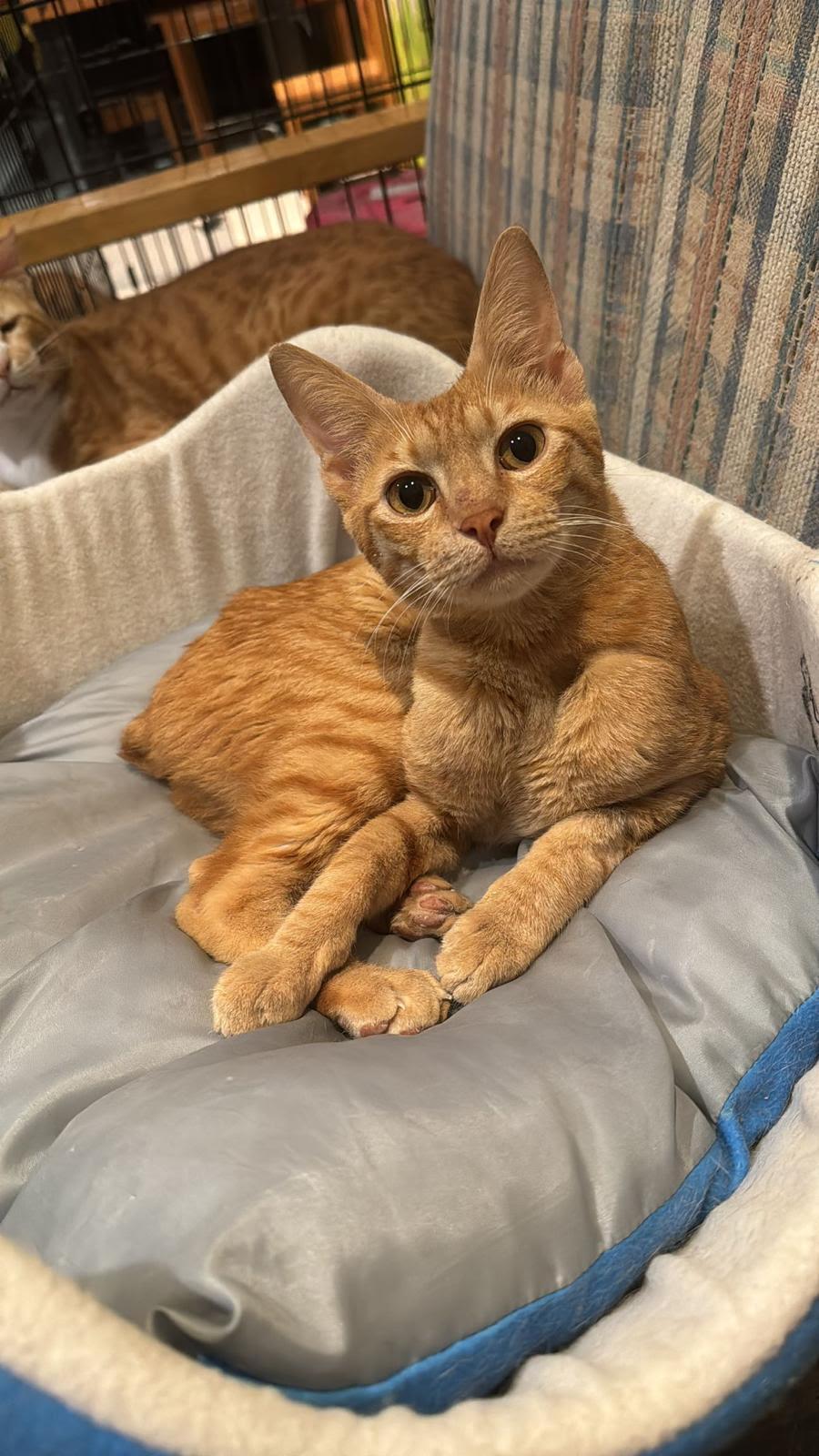 Enlarge Hector (special needs), a Adoptable Domestic Short Hair in Snow Hill, MD image 1/3