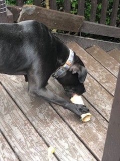 Kenny, a Adoptable Pit Bull Terrier in Columbia, SC image 4/6