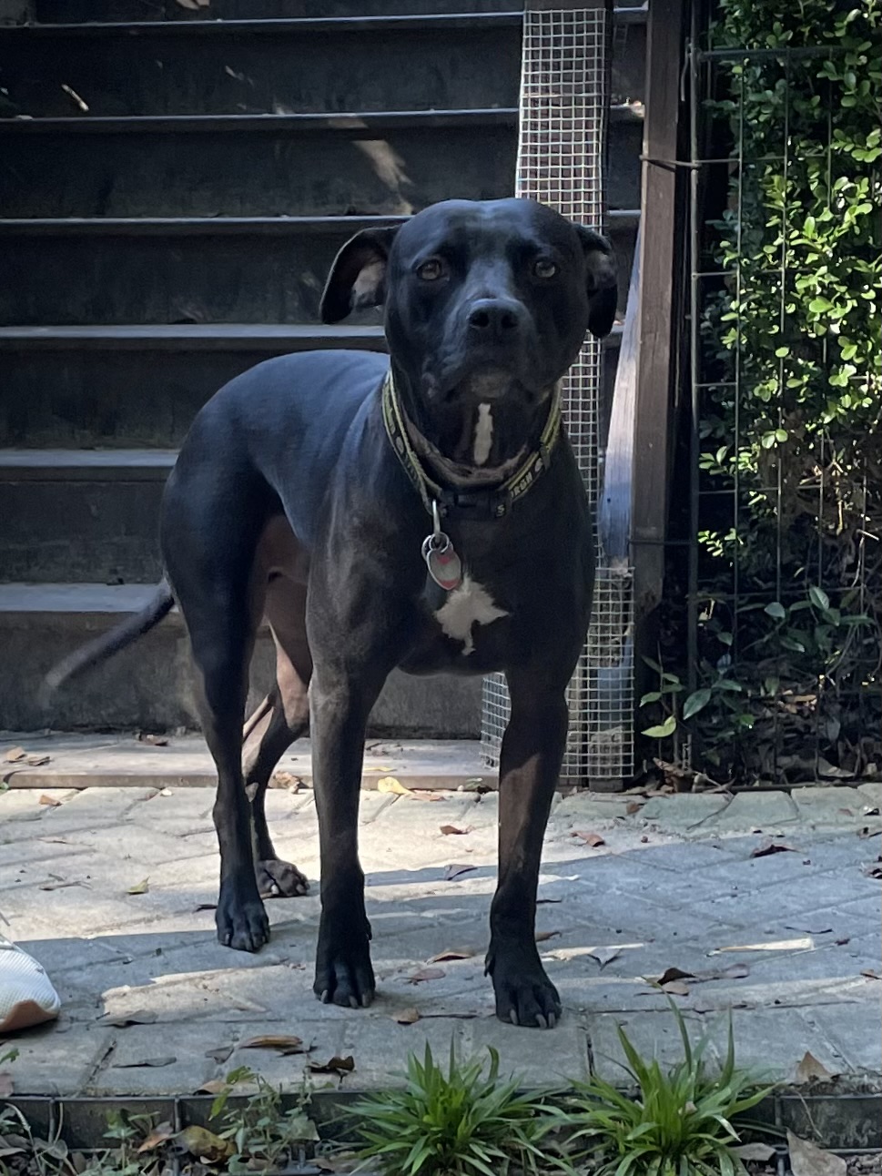 Kenny, a Adoptable Pit Bull Terrier in Columbia, SC image 2/6