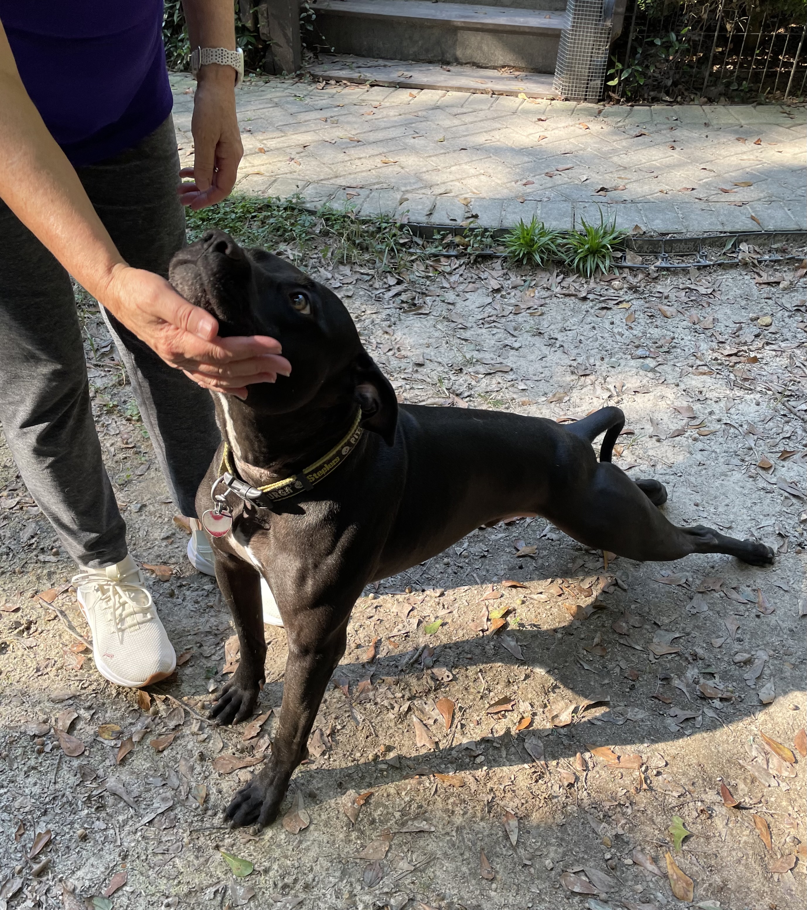 Kenny, a Adoptable Pit Bull Terrier in Columbia, SC image 3/6