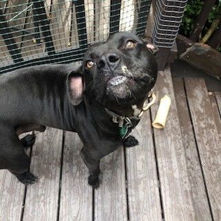 Kenny, a Adoptable Pit Bull Terrier in Columbia, SC image 6/6