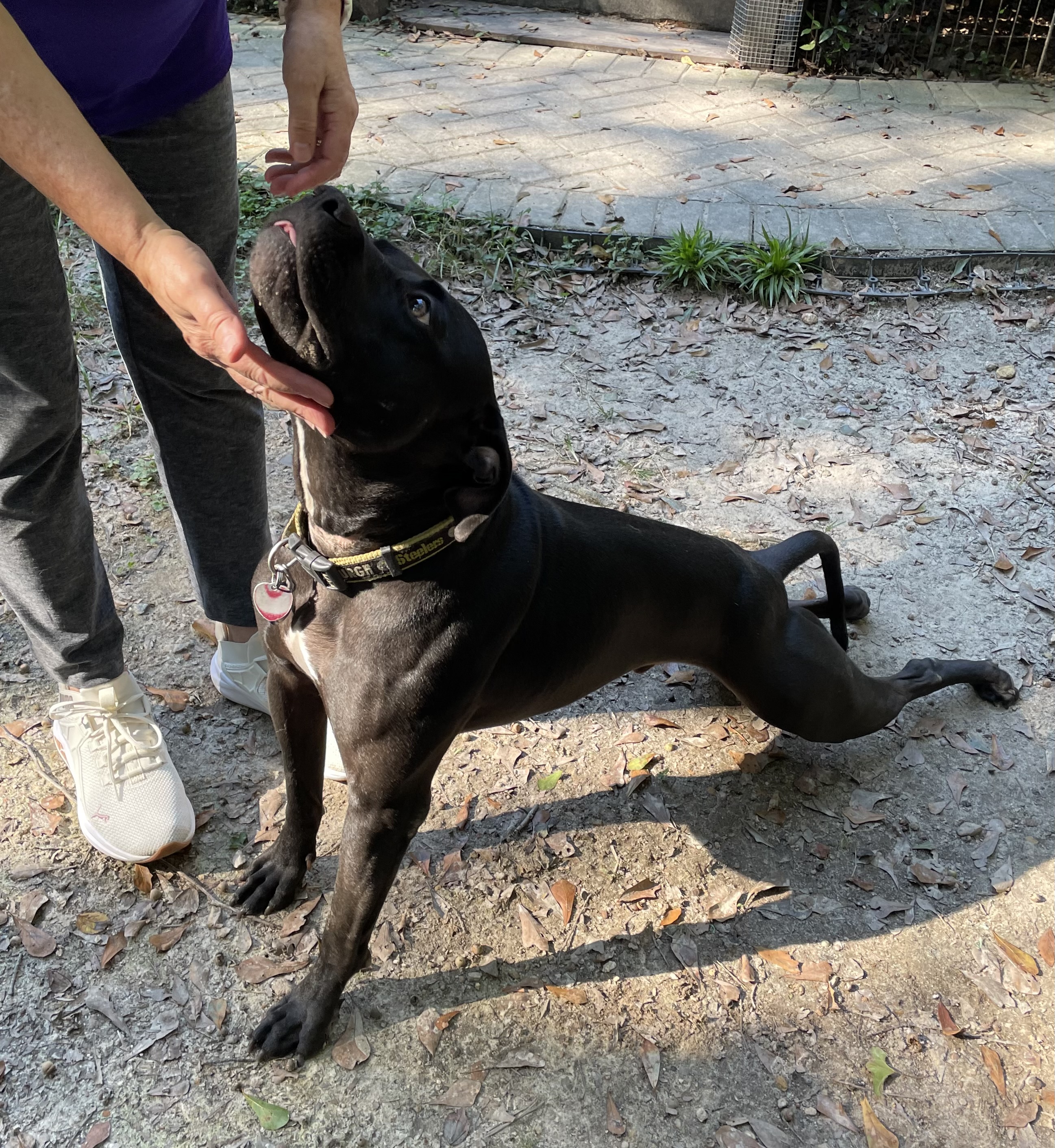 Kenny, a Adoptable Pit Bull Terrier in Columbia, SC image 1/6
