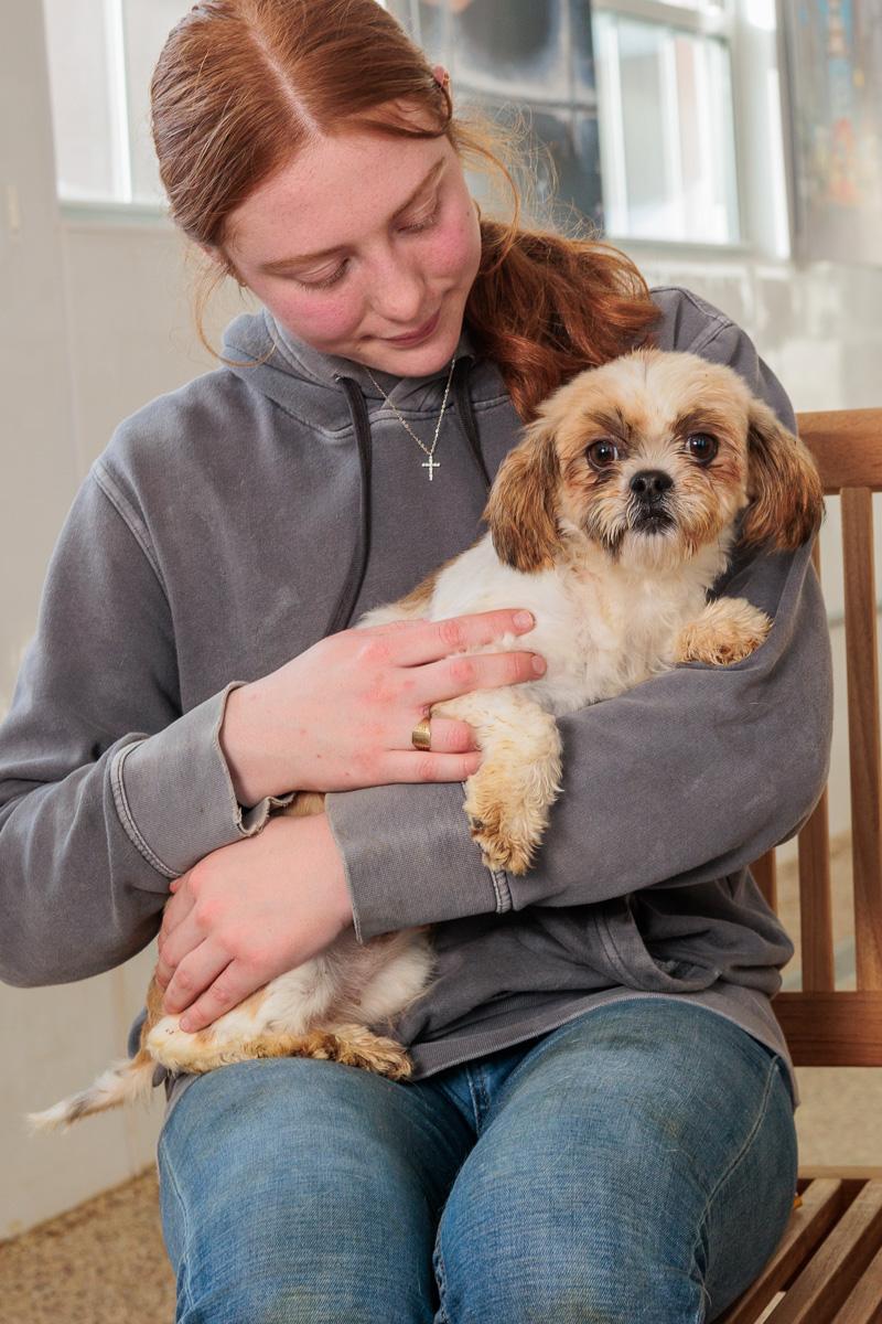 Enlarge Albany, a ADOPTABLE Shih Tzu in Chester Springs, PA image 1/1