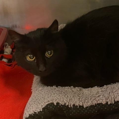 Bunny, Adoptable, Adult Female Domestic Short Hair.