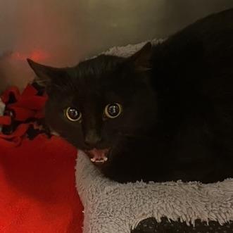 Enlarge Bunny, a Adoptable Domestic Short Hair in Chehalis, WA image 2/3