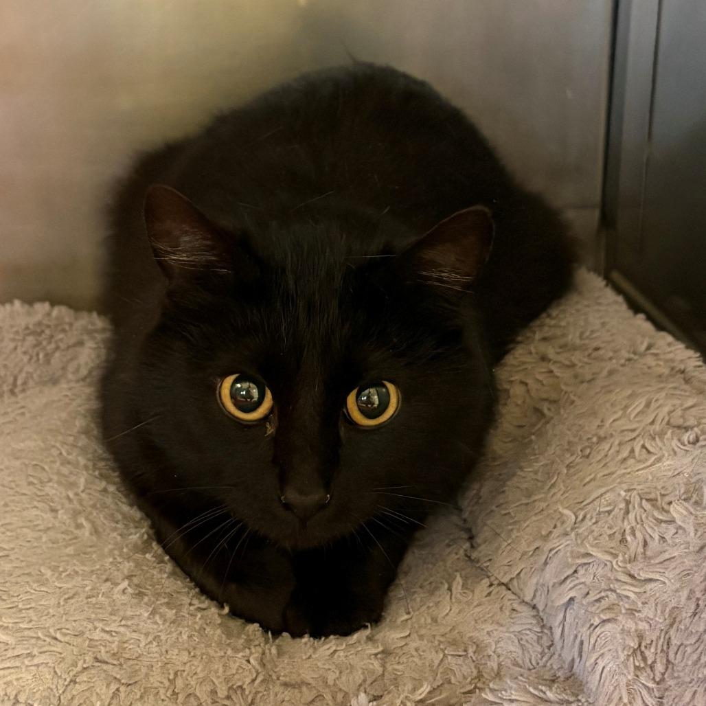 Enlarge Bunny, a Adoptable Domestic Short Hair in Chehalis, WA image 3/3