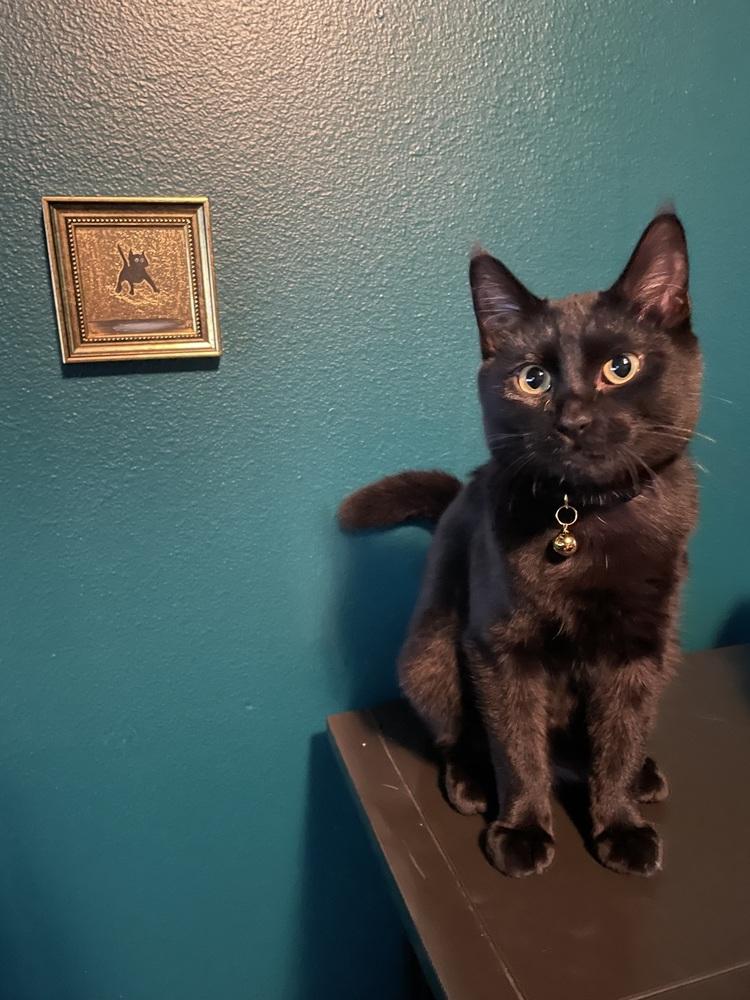 Clyde, Adoptable, Young Male Domestic Short Hair.