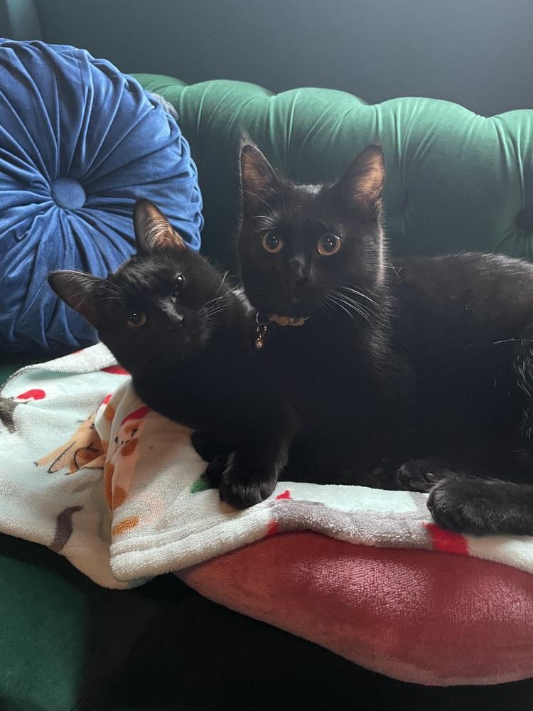 Clyde, a Adoptable Domestic Short Hair in Bellingham, WA image 2/6